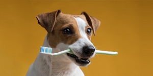 Veterinārā klīnika