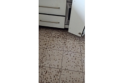 Kaitēkļu iznīcināšanas pakalpojumi