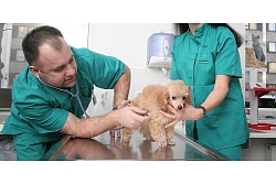 Diennakts veterinārā klīnika
