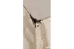 Dezinfekcija mājokļiem