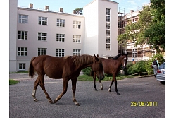 Izjādes un izbraucieni ar zirgiem Tērvetes dabas parkā
