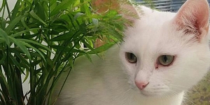 Viss nepieciešamais Jūsu mīlulim