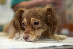 Veterinārā aptieka Dr.Beinerts