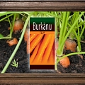 Burkānu eļļa
