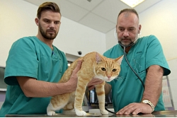Laba veterinārā klīnika Rīgā Dr.Beinerts