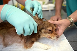Diennakts veterinārā klīnika Rīga