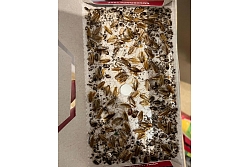 Prusaku iznīcināšana