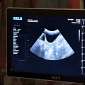 Ultrasonogrāfijas izmeklējums dzīvniekam